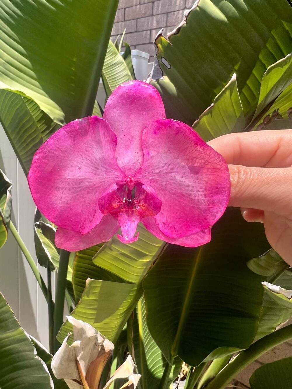 🌺 Real Orchid Hair Clip  Handmade & One of a Kind